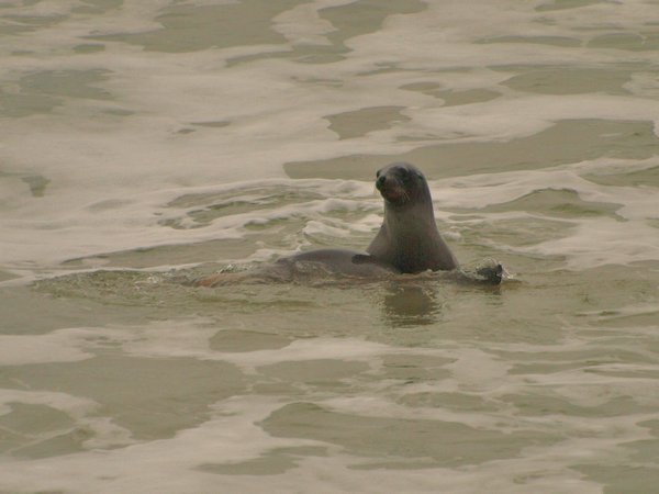 Sealions Playing in Porpoise Bay