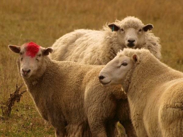 Donna the Sheep