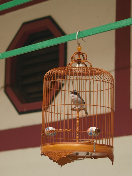 Tiny Bird - Mighty Song - HK Bird Market