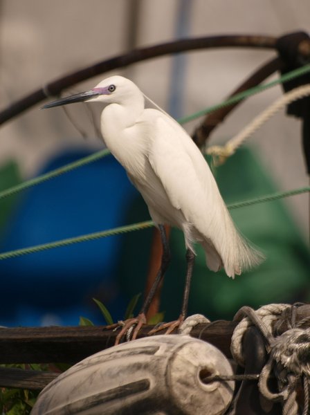 Egret