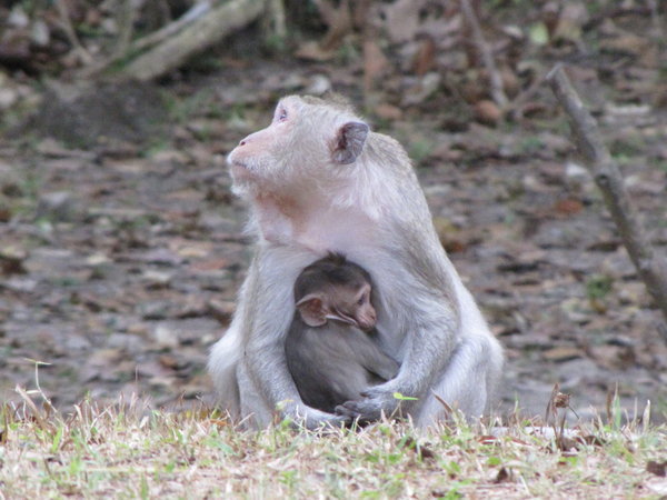 monkey and her baby