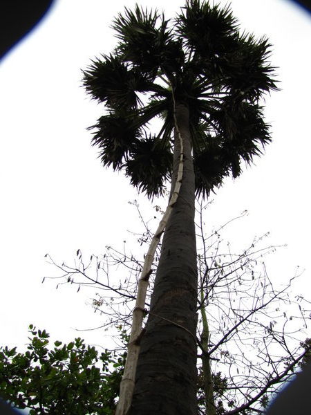 the ladder up to the top of the palm tree