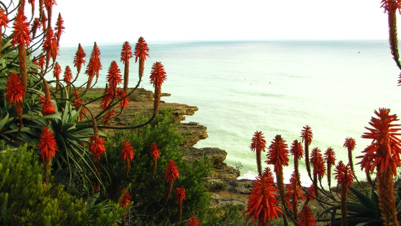 pretty flowers on the cliff hik
