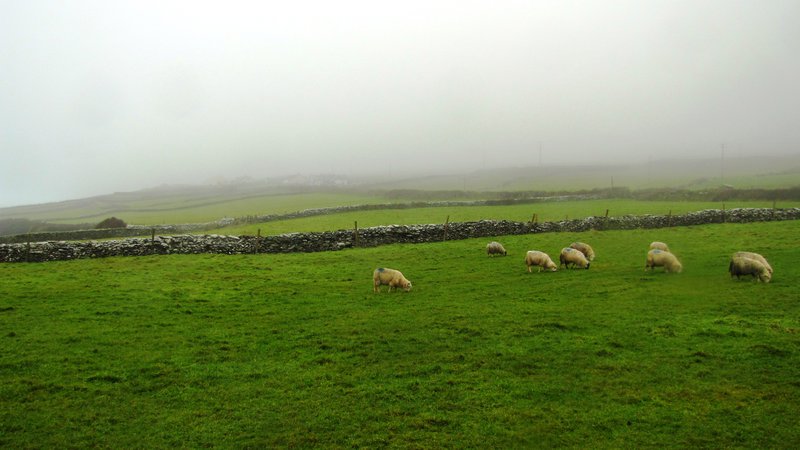 sheep, green and stone fences = Ireland