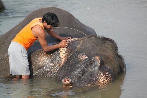 Elephant Bathing Time