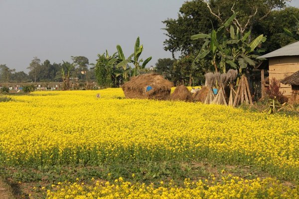 Tharu Village Countryside
