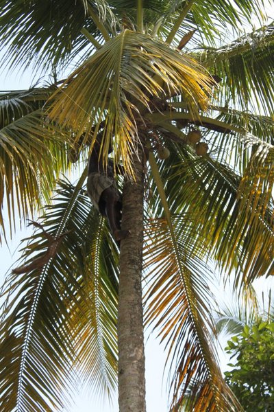 Climbing the coconut palm