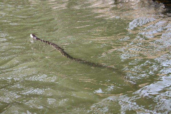 Our first water snake
