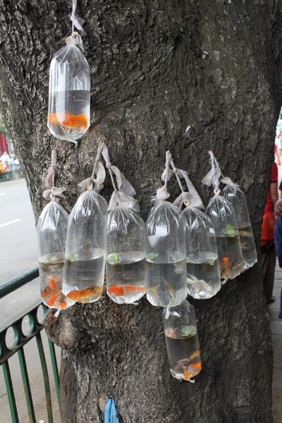 Goldfish tied to a tree!?