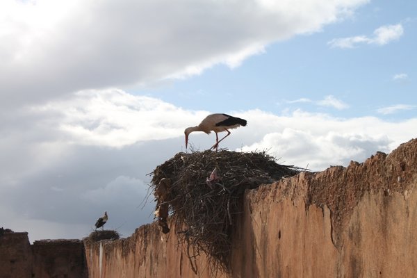 Stork Nests at Palais el-Badi