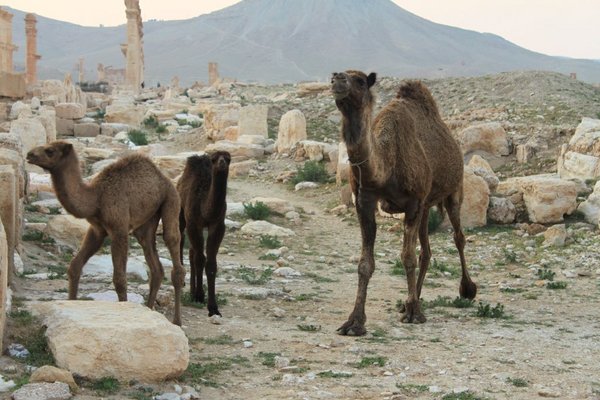 Baby camels, Palmyra