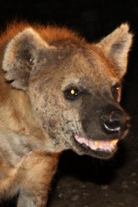 The salivating jaws of the hyena