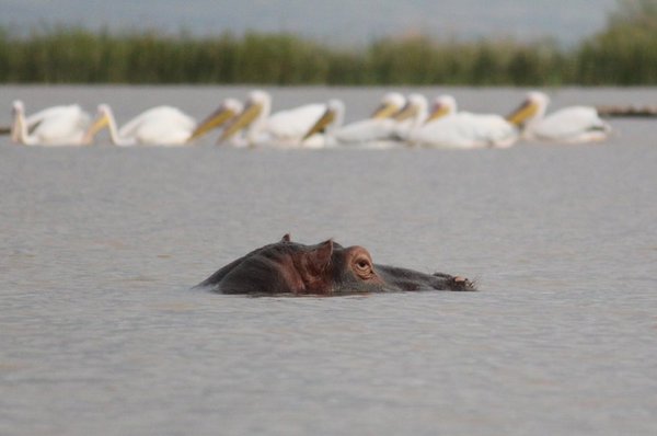 Just bobbing below the surface, our first hippo encounter