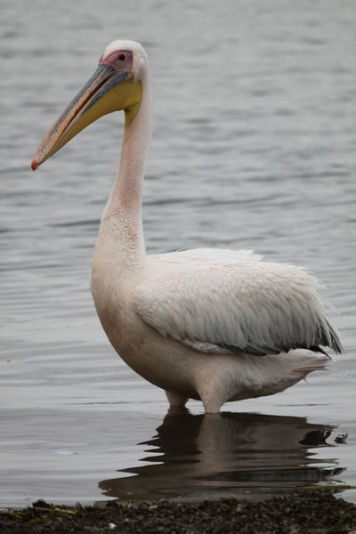 One of the many pelicans lurking around Lake Awasa's fish market hoping for some scraps