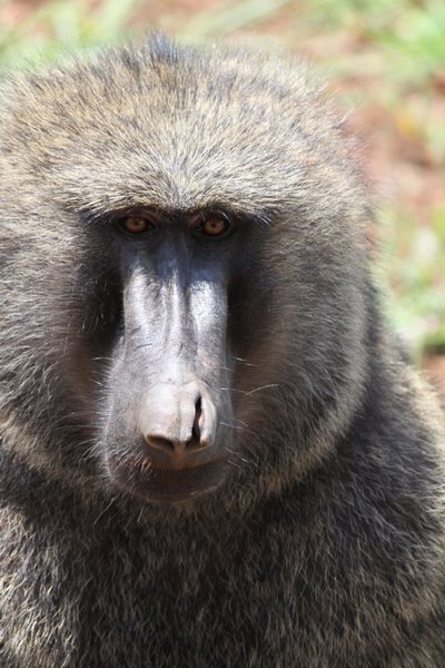 We watched this male baboon while we were eating breakfast in Arba Minch