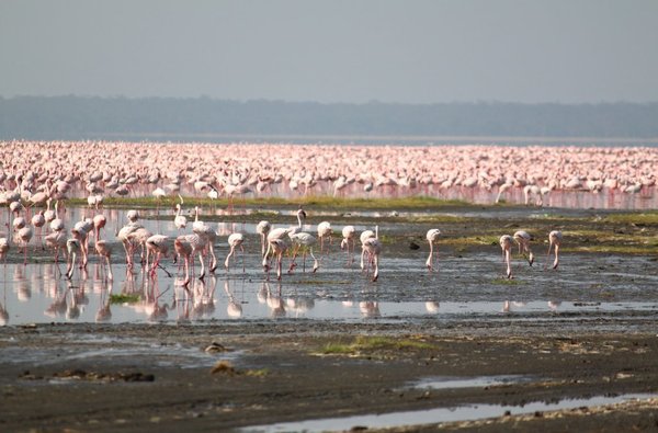 Lesser flamingos on Lake Nakuru