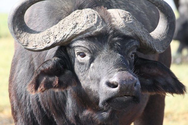 This buffalo was ready to charge at us!