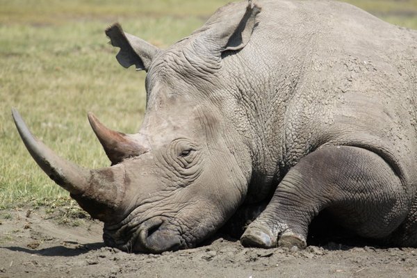 Another huge white rhino lazing in the sun