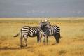 Two lone zebras on the savannah