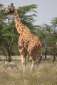 Rothchild giraffe