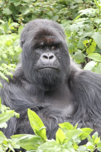 The silverback happily posing