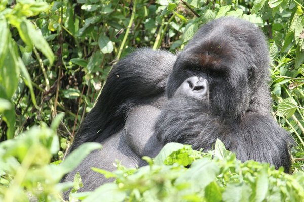 The silverback was relaxed as he posed for photos