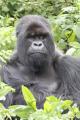 The silverback happily posing