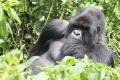 The silverback was relaxed as he posed for photos