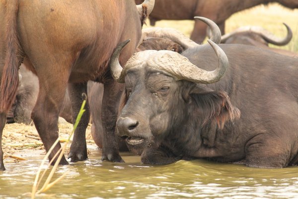 The Kazinga Channel was teeming with buffalo