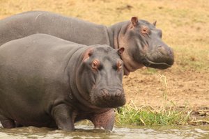 Happy hippos in the Kazinga Channel