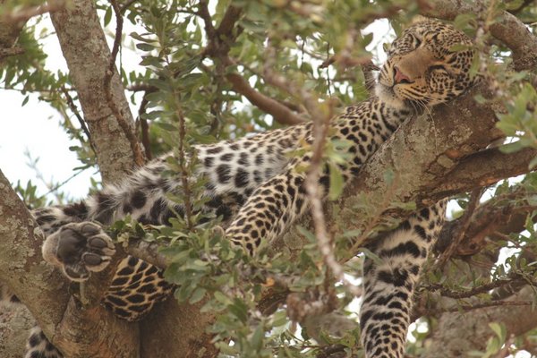 Stretching out while sleeping heavily in the tree - a beautiful leopard