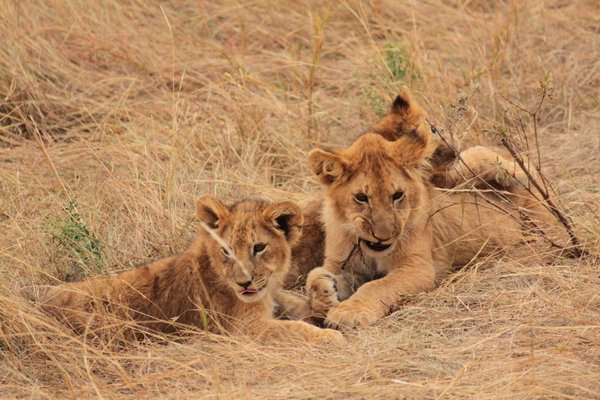 Gorgeous cubs playing