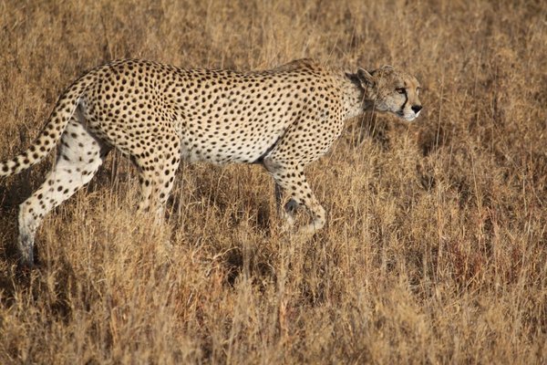 This beautiful cheetah walked right passed the car