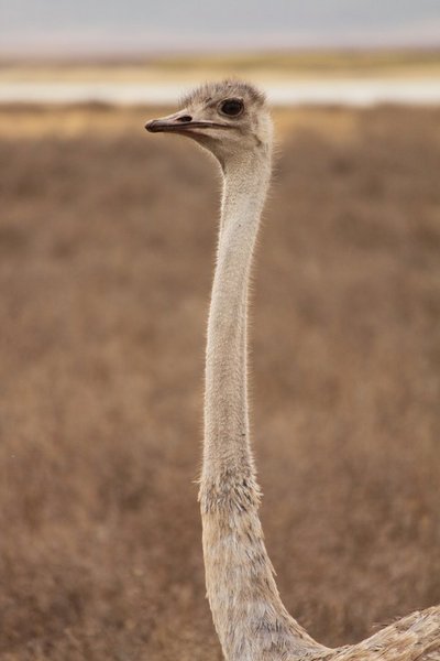 A female ostrich on a break from her mating ritual