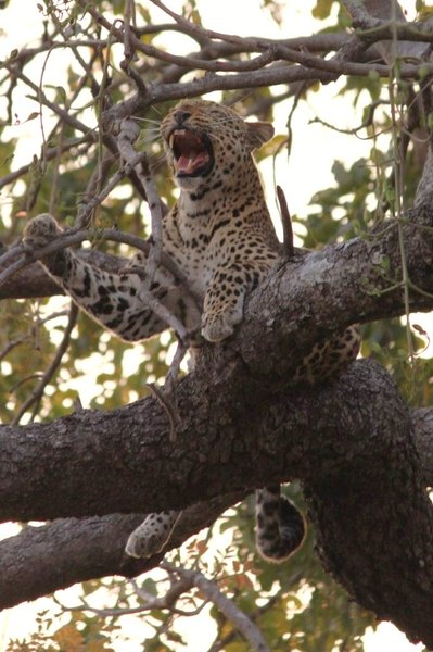 The big yawn of the leopard