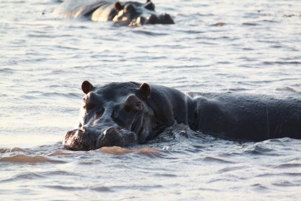 A pod of hippos kept us entertained for a while
