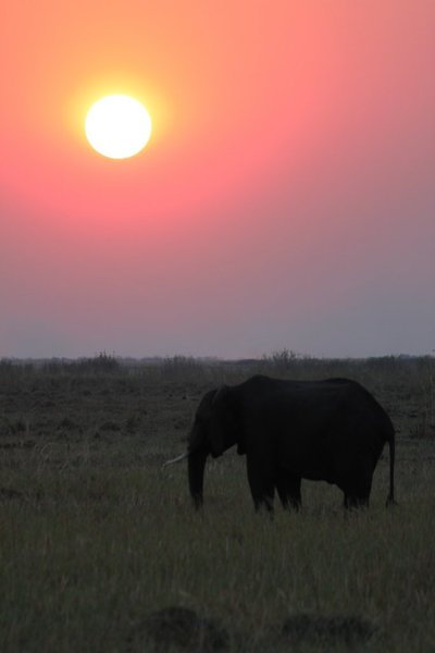 Africa - elephants and gorgeous sunsets