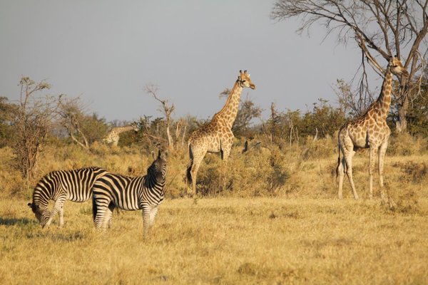 On our game walk we saw plenty of giraffe and zebra