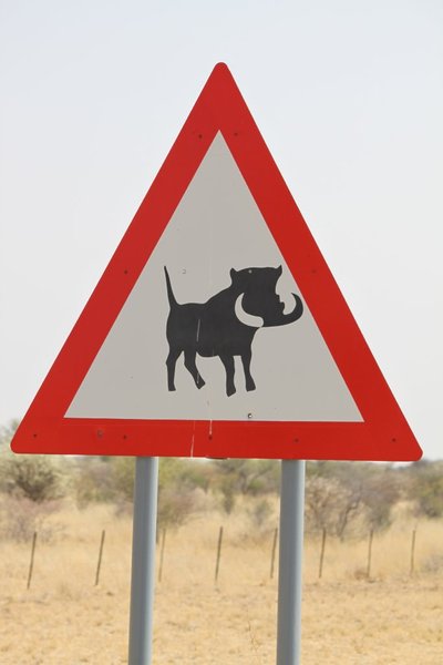 Watch out for warthog which cross the roads without warning