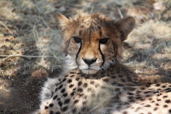 A beautiful cheetah cub at the Cheetah Conservation Fund