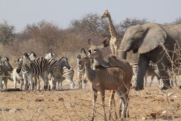 The amount of animals at the one waterhole was spectacular
