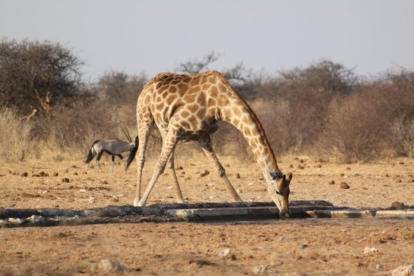 A vulnerable position for the lanky giraffe