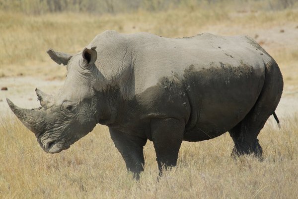 The majestic white rhino
