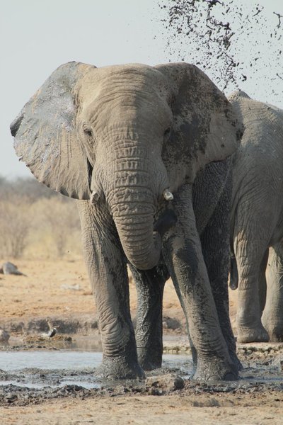 Elephants enjoy spraying mud everywhere