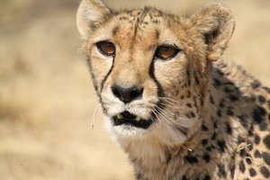The big eyes allow cheetahs to see up to 5km away