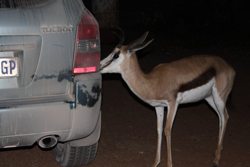 This kind springbok gave our car a much needed clean