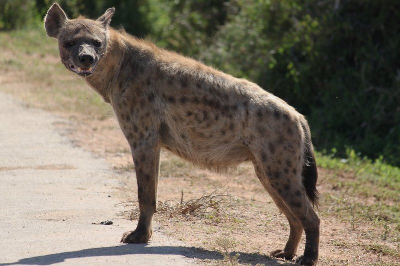 The ever smiling hyena