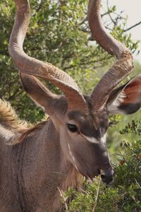 The beautiful horns of the kudu