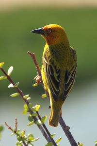 One of the many brightly coloured birds we have seen in South Africa