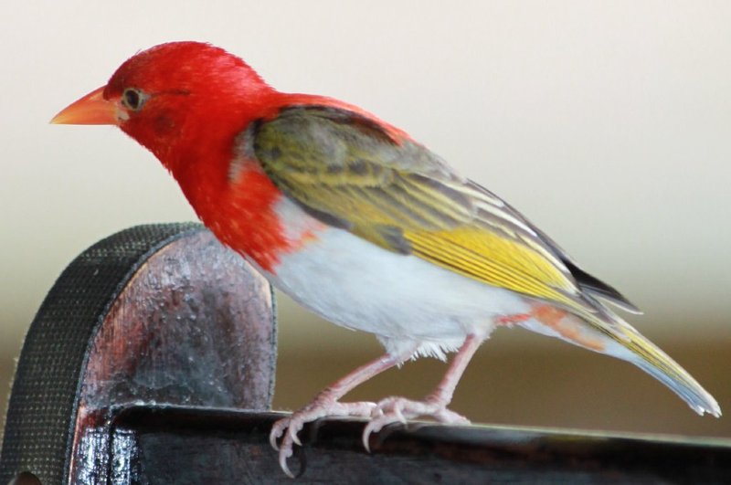 One of the many brightly coloured birds to visit us during breakfast at Kruger National Park